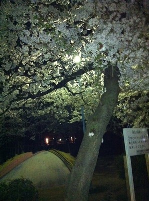 夜桜.JPG